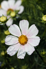 Obraz premium Large white Cosmos flower with yellow middle close-up