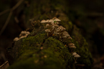 Bonnet Mushrooms on a moss covered log