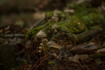 Bonnet Mushrooms on a moss covered log