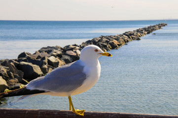 Gaviotas en un muelle de Toronto, Canadá 
