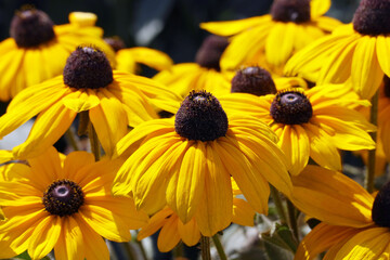 Rudbeckia Goldsturm (Black Eyed Susan) with an eye-catching golden flowers with black centers