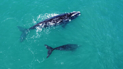 Fototapeta premium Aerial of two southern right whales