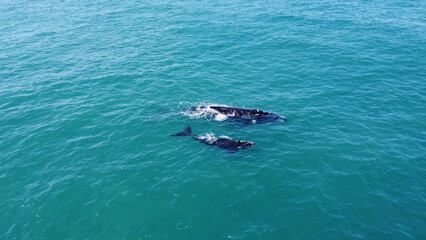 Aerial of two whales