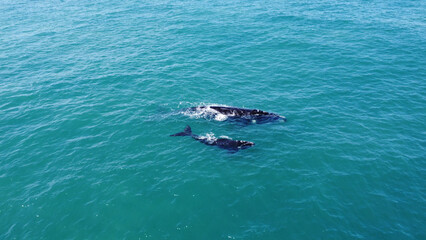 Fototapeta premium Aerial of two whales