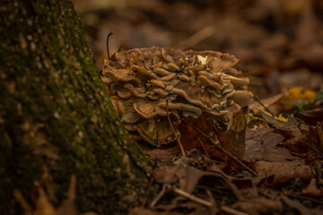 Wild mushrooms on the forest floor