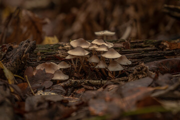 Bonnet Mushrooms on a moss covered log