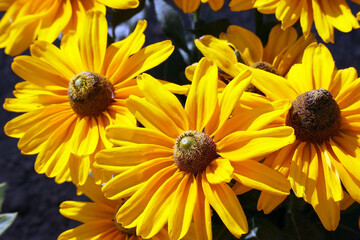 Rudbeckia Amarillo Gold The light green center disc surrounded by bold golden petals