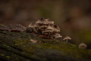 Bonnet Mushrooms on a moss covered log