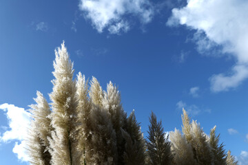 Pampas grass moving in the wind in front of a perfect blue sky with fluffy clouds. Fluffy plants and fluffy clouds. White and golden leaves of fluffy plants in front of a sunny autumn sky with clouds.