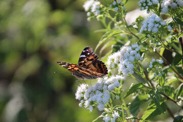 butterfly on a flower