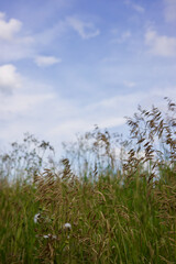 Summer field meadow on blue sky
