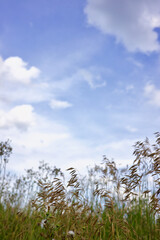 Summer field meadow on blue sky