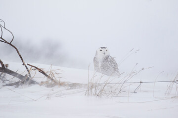 snowy owl in the snow