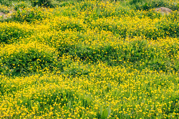 campo de flores amarillas