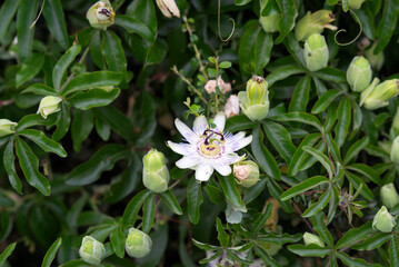 Beautiful white flower at garden at village Ascona, Canton Ticino, on a cloudy summer evening. Photo taken July 26th, 2022, Ascona, Switzerland.