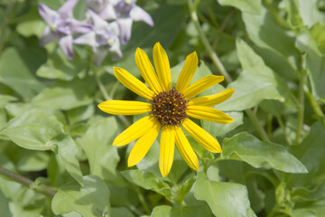 yellow daisy in the garden