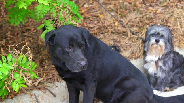 Close-up of a big black dog in the park