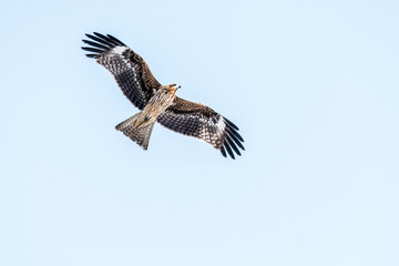 eagle in flight (Japanese Black kite)