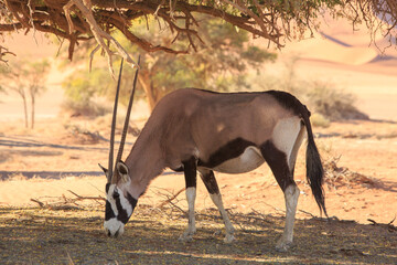 Gemsbok Orys browsing under the shade of a tree in Sossusvlei, Namibia, Southern Africa