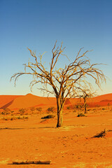 Fototapeta na wymiar An Old Dead Wood tree stands proudly amongst the sand dunes in Namibia with a bright blue clear sky