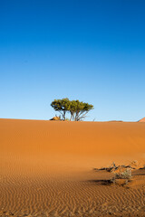 Fototapeta na wymiar Portrait view of a small green bush growing on the orange sand with sand ripples leading up the incline with a vivid blue sky, Sossusvlei, Namib Naukluft, Namibia