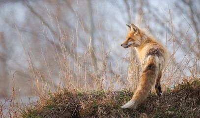 An adult red fox looks into the distance