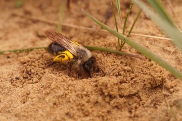 Closeup on a female grey mining bee , Andrena vaga loade with pollen, digging into her nest