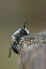 Closeup on a male Grey mining bee, Andrena vaga