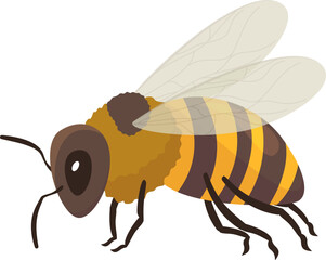 Honey bee with wings paws eyes and antennae vector flat flying yellow black striped insect