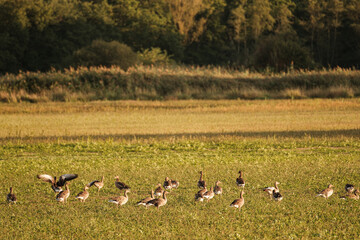 Obraz na płótnie Canvas Geese in the field at sunset