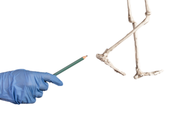 Heel pain shown on skeleton isolated on white