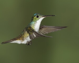 hummingbird in flight