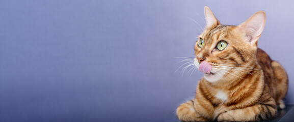 Licking Bengal cat on a blue background. - obrazy, fototapety, plakaty