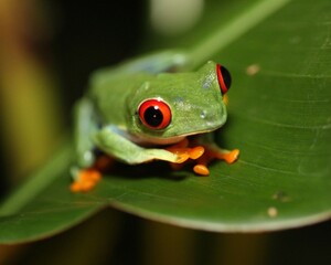 red eyed tree frog