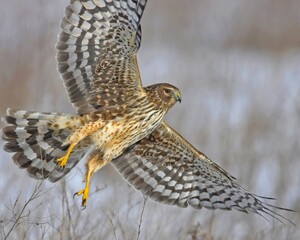 Northern Harrier Hawk