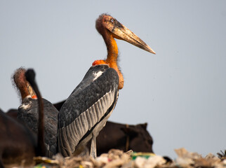 Greater Adjutant