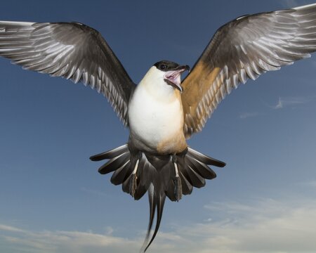 Parasitic Jaeger