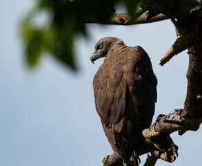 Grey headed fish eagle