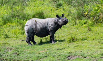 Obraz premium rhino in the grass