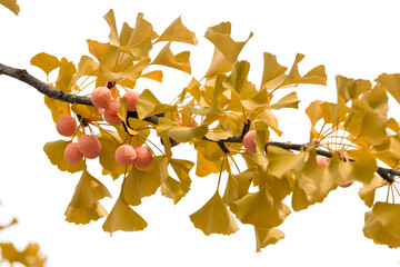 Ginkgo biloba and ginkgo leaves.