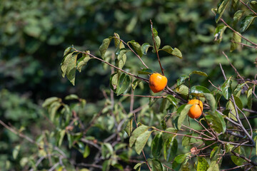 fruit of the persimmon tree. persimmon.
