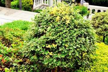 Fototapeta na wymiar Holly (Holly) - evergreen occasionally deciduous shrub (tree)