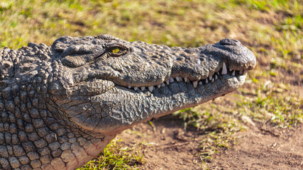Head of the Nile crocodile lying on the shore in close-up.