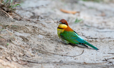 A chestnut-headed bee-eater