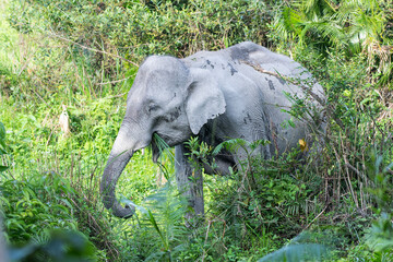 Fototapeta premium Asian elephant in the wild