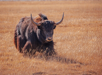 Running wild bull of Tibetan yak attacks pasture in the mountains.