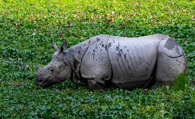 white rhino in grass