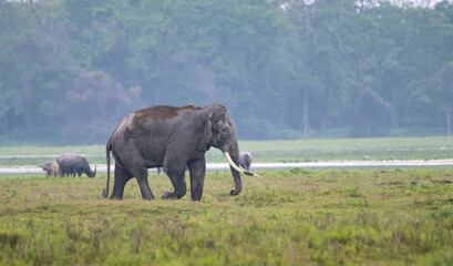 elephant in the field
