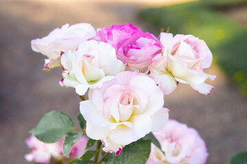 Obraz premium Beautiful white and pink roses in El Rosedal Rose Park at Bosques de Palermo (Palermo Woods) - Buenos Aires, Argentina