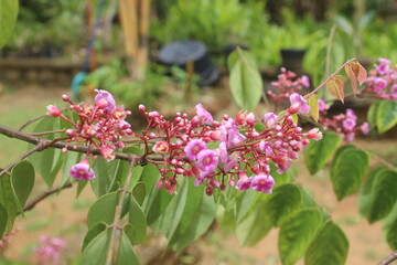 Selective focus of beautiful star fruit flower in the garden.